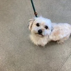 An adult small-sized female Shih Tzu dog named YORKStray for adoption in York, PA