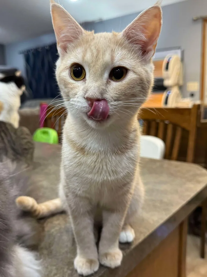 A young medium-sized female Cream / Ivory Domestic Short Hair cat named Rosie for adoption in Sioux Falls, SD