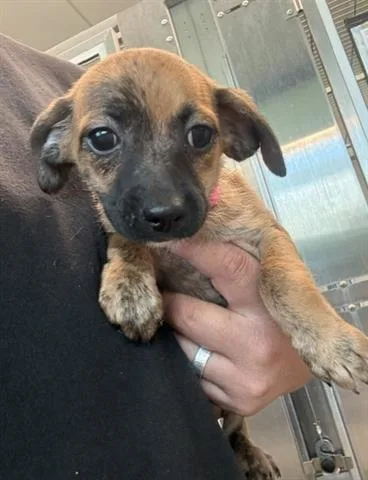 A baby small-sized female Chihuahua dog named Adele for adoption in San Martin, CA