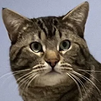 Michael Angelo thumbnail 2