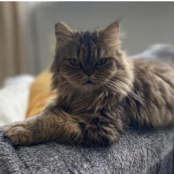 Sarafina thumbnail 2