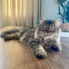 Sarafina thumbnail 4