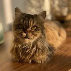 Sarafina thumbnail 5