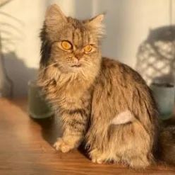 Sarafina thumbnail 6