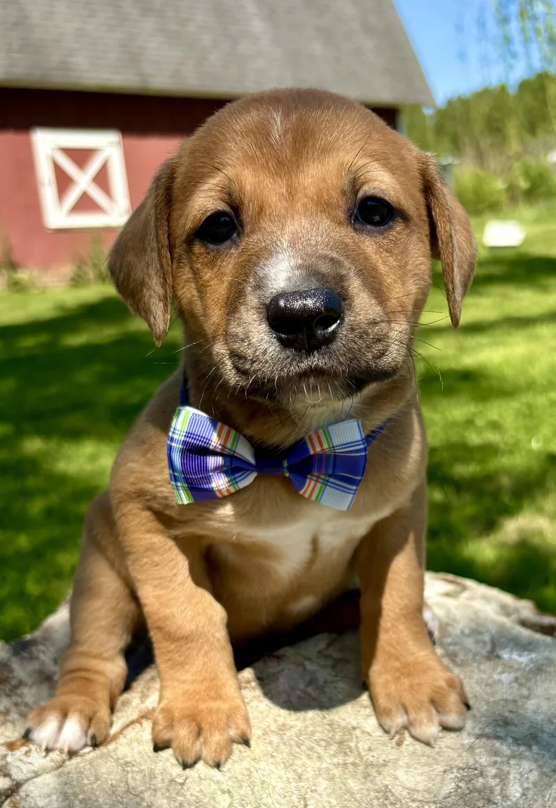 Benson