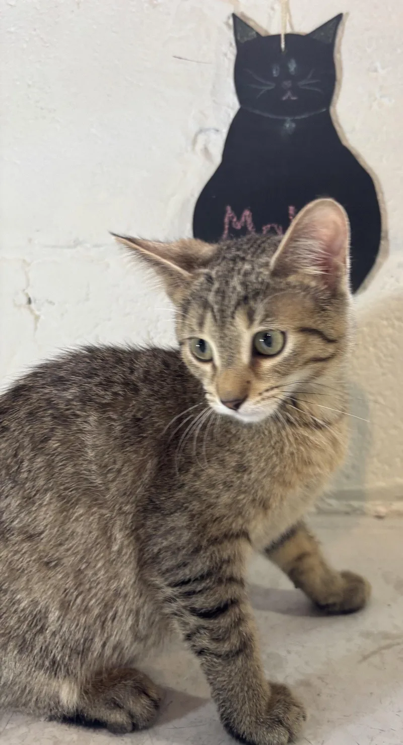 A baby medium-sized female Domestic Short Hair cat named Molly for adoption in Wheaton, IL