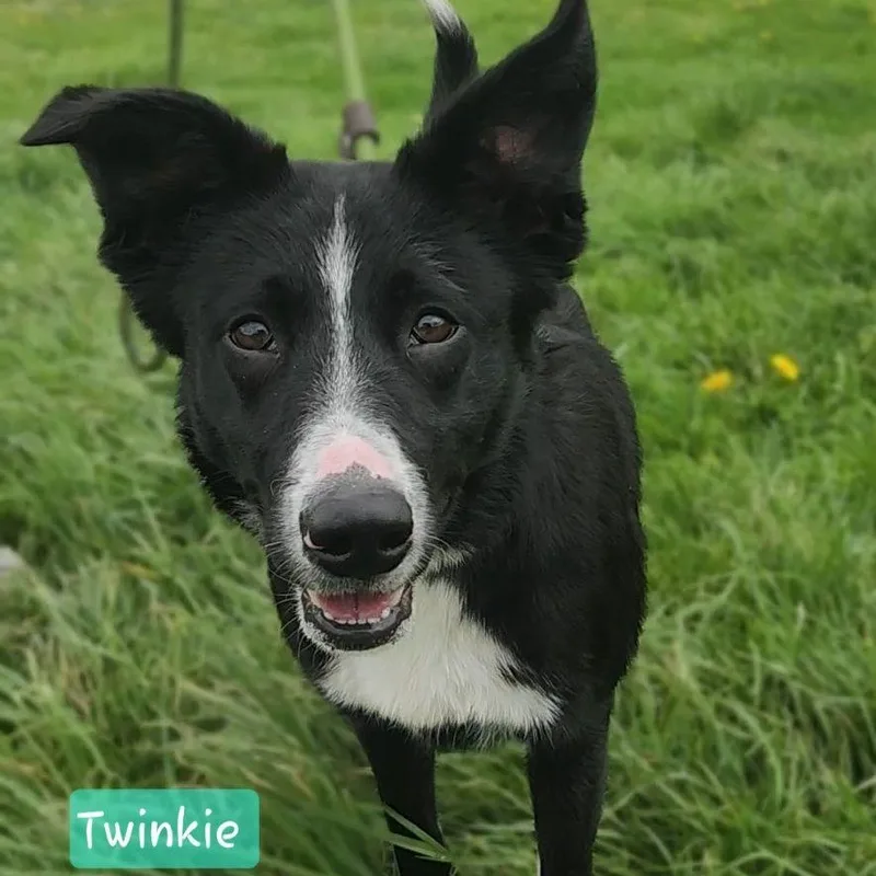 An adult medium-sized female Border Collie dog named Twinkie for adoption in Ashland, OH