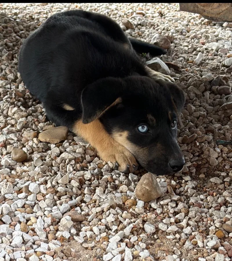 A baby large-sized male Yellow / Tan / Blond / Fawn German Shepherd Dog dog named Mike Furnt for adoption in Evergreen, CO