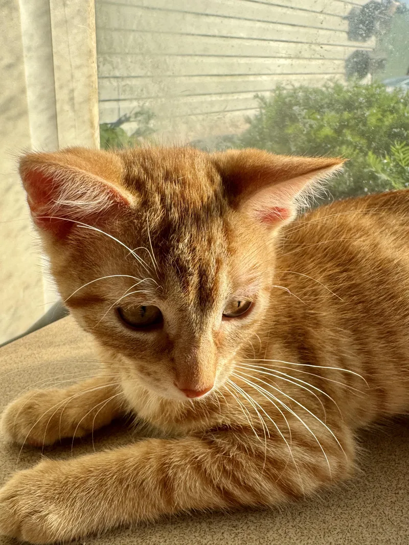 A young medium-sized female Orange / Red Domestic Short Hair cat named Charm for adoption in North Tonawanda, NY