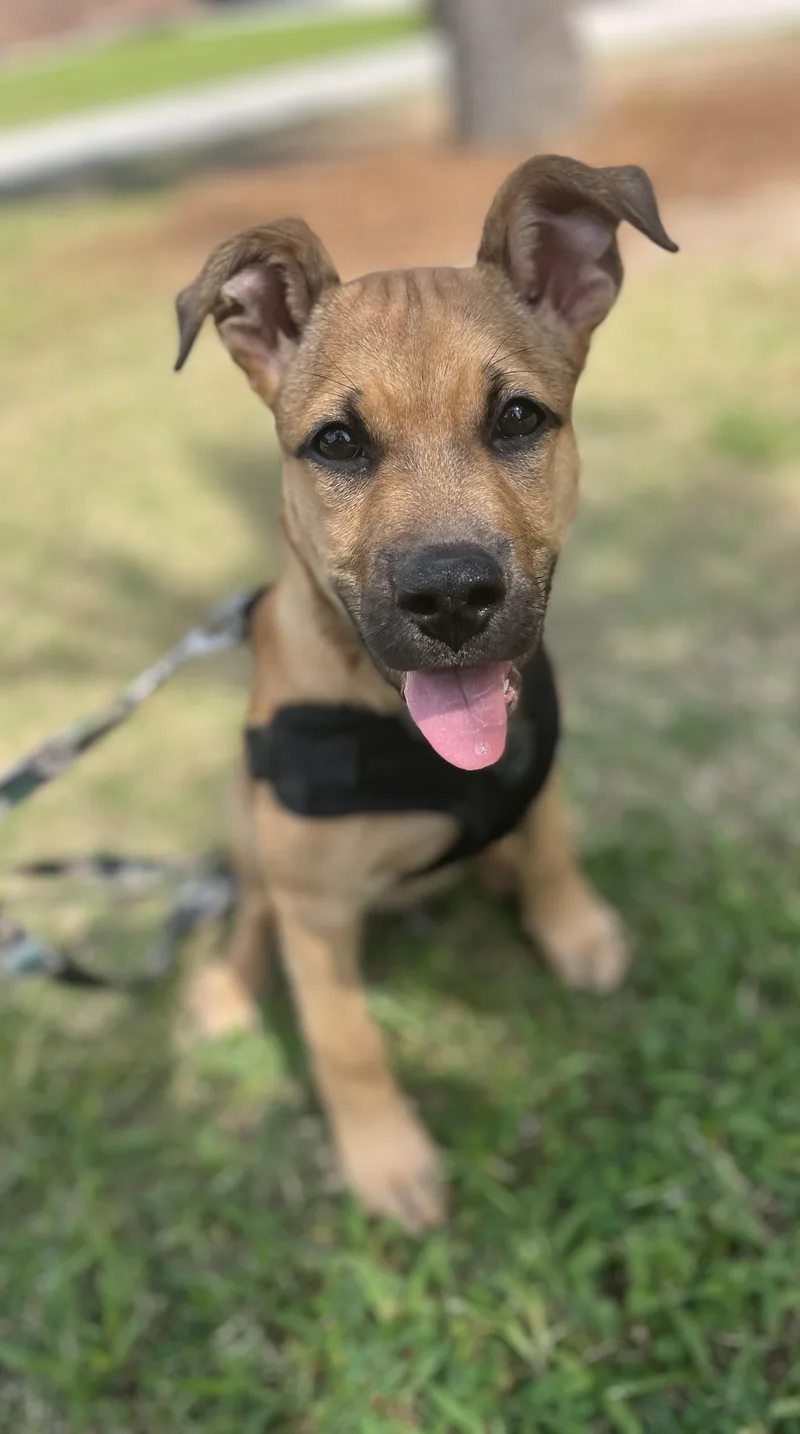 Scooby