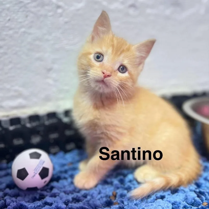 A baby small-sized male Domestic Short Hair cat named Santino for adoption in Camden, DE