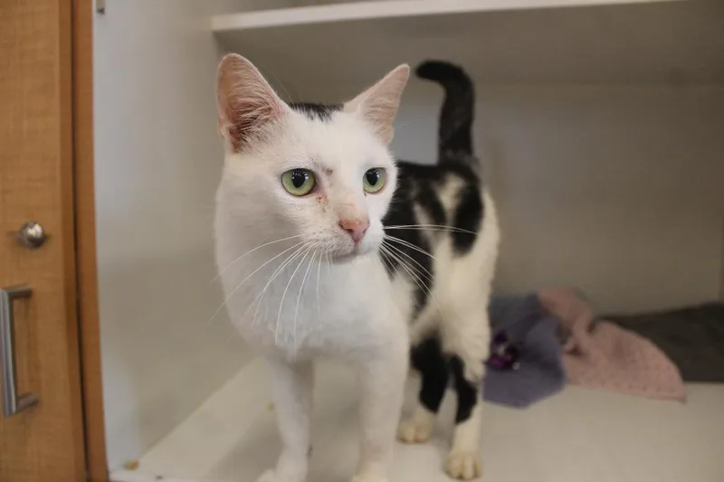 An adult medium-sized female White Domestic Short Hair cat named Cornelia Kernelton for adoption in Chestertown, MD