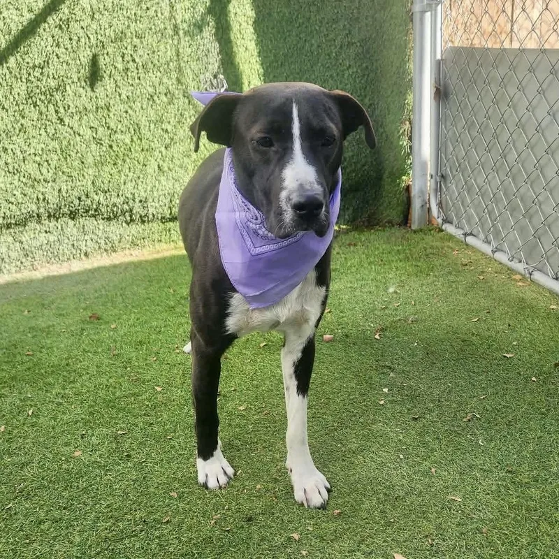 Irvington thumbnail 2