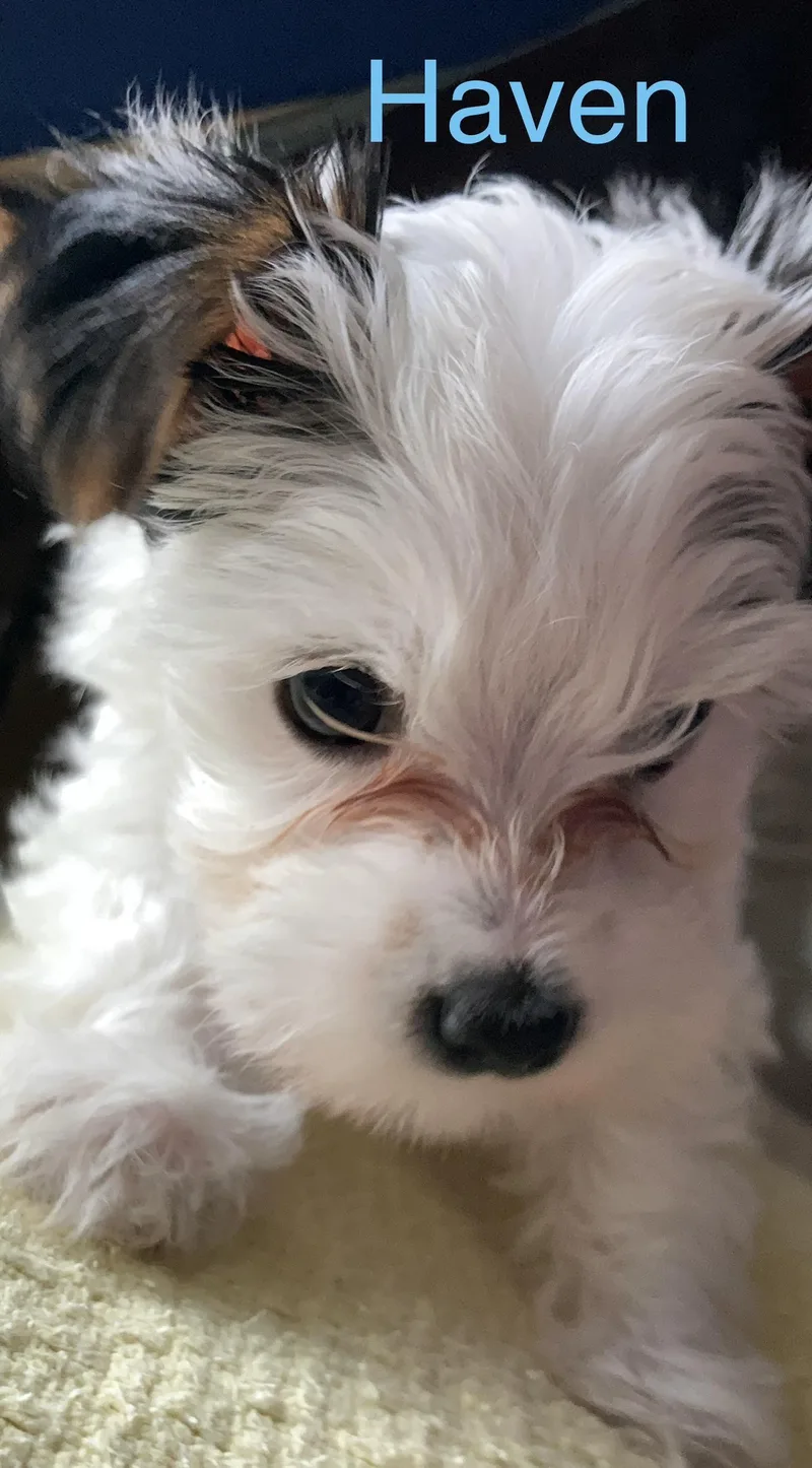 A baby small-sized female White / Cream Yorkshire Terrier dog named Haven for adoption in Albany, NY