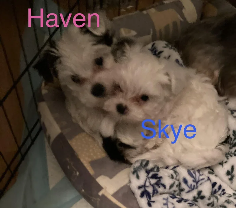 Haven thumbnail 4