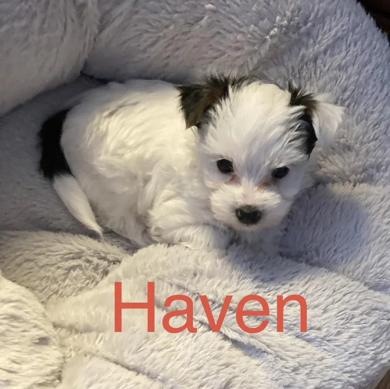 Haven thumbnail 6