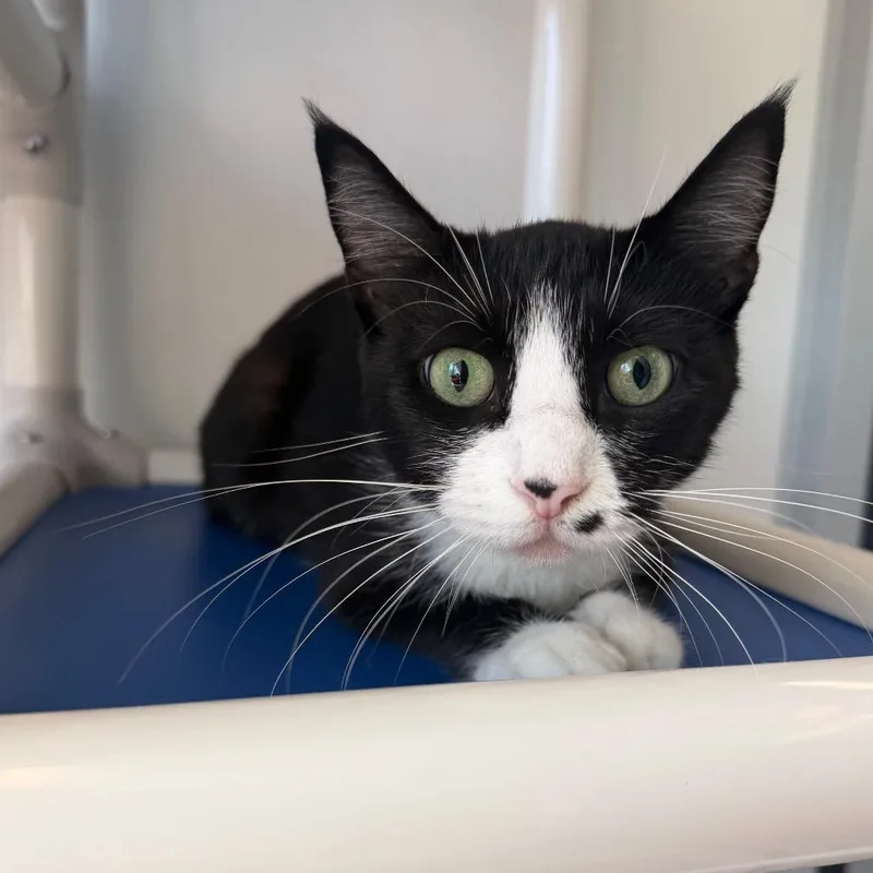 An adult medium-sized female Black Domestic Short Hair cat named Princess for adoption in Chicago, IL