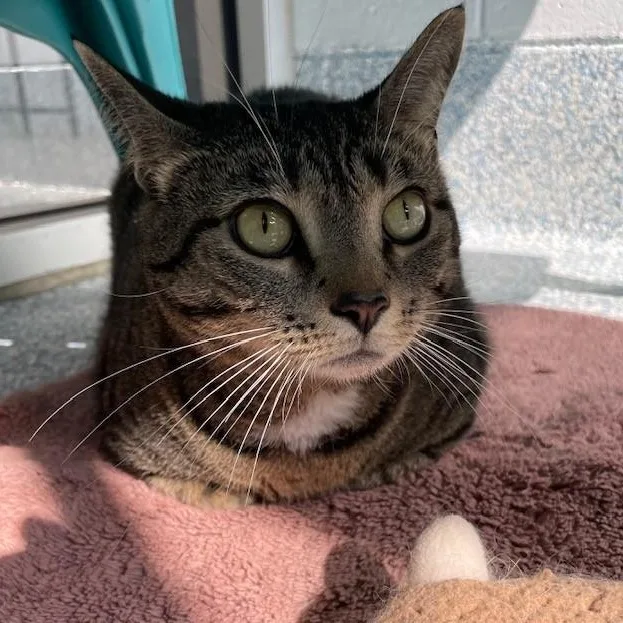 An adult large-sized female Tabby (Brown / Chocolate) Domestic Short Hair cat named Gravy for adoption in Stafford, VA