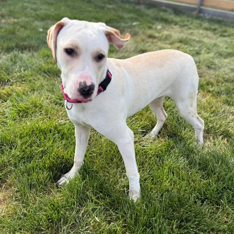 Vivienne thumbnail 3