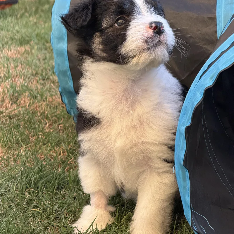 A baby small-sized male Black Havanese dog named Mork for adoption in Corona Del Mar, CA