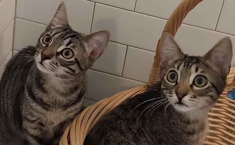 A baby medium-sized male Domestic Short Hair cat named Jake and Lexi for adoption in Savannah, GA