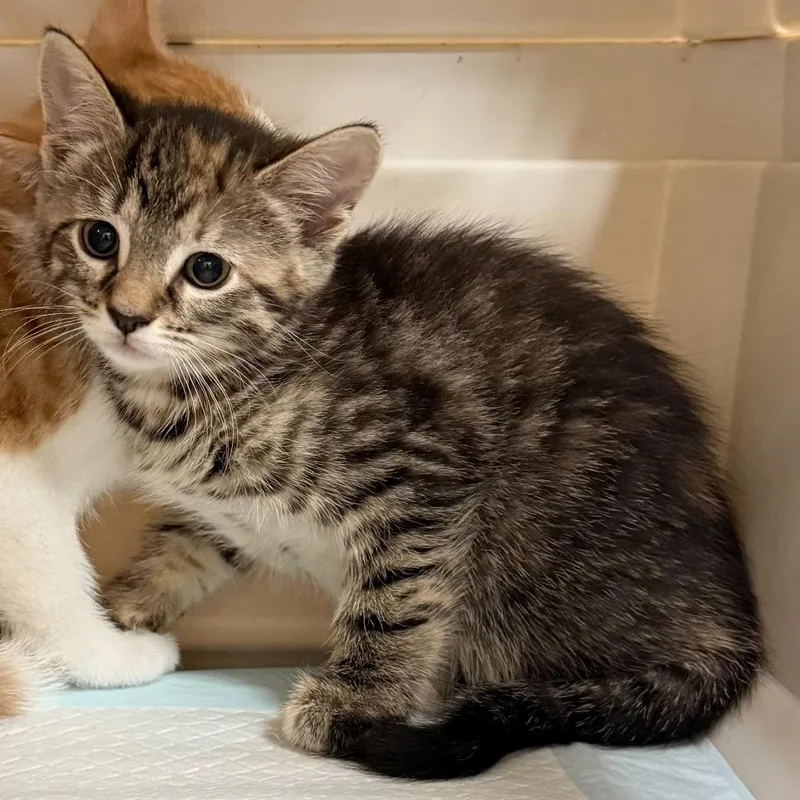 A baby small-sized female Domestic Short Hair cat named Russet for adoption in Ewing, NJ