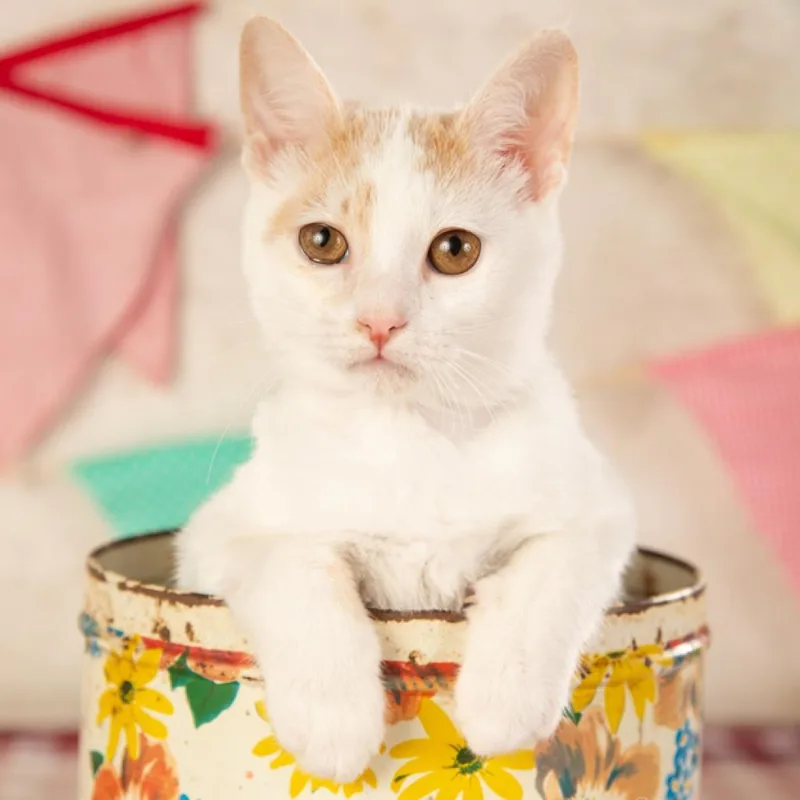 An adult small-sized female Orange / Red Domestic Short Hair cat named Annabeth for adoption in Springfield, MO