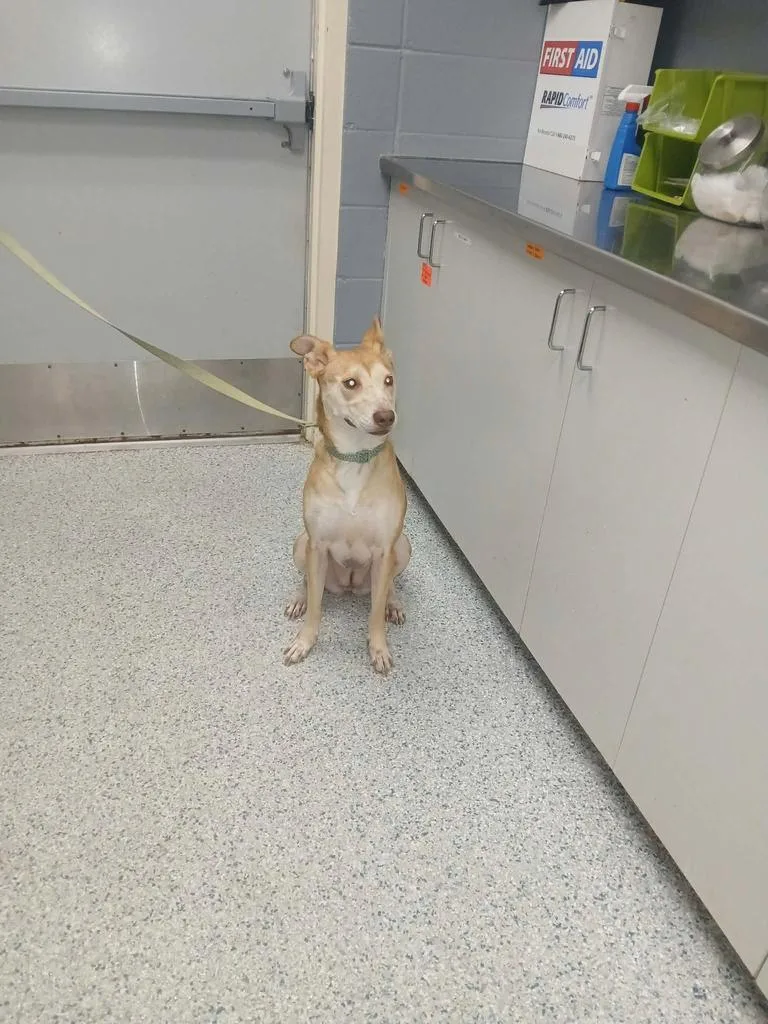 An adult medium-sized female Australian Shepherd dog named Hazel for adoption in Livingston, LA