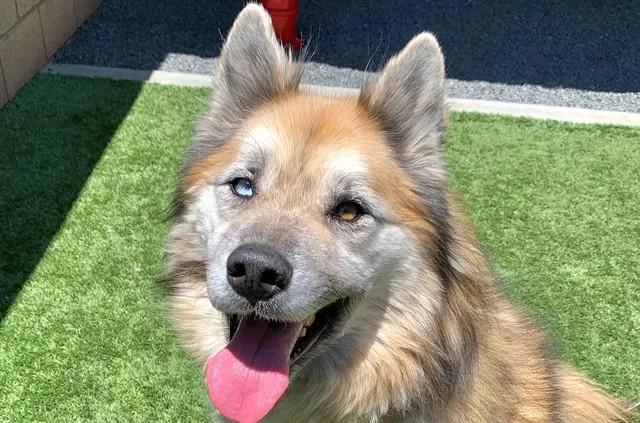 An adult medium-sized male Alaskan Malamute dog named Rocky for adoption in Moreno Valley, CA