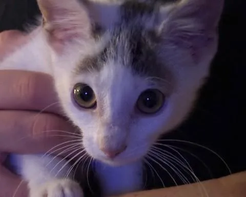 A baby medium-sized female Black & White / Tuxedo Domestic Short Hair cat named Betty for adoption in Lemoyne, PA