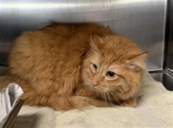 An adult large-sized male Domestic Short Hair cat named Dash for adoption in Los Angeles, CA