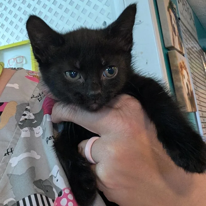 A baby small-sized female Black Domestic Short Hair cat named Alexander for adoption in Jefferson city, TN