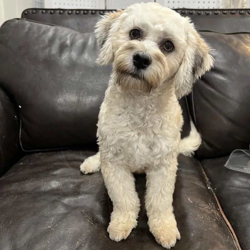 A young small-sized male Poodle dog named Jackpot for adoption in Phoenix, AZ