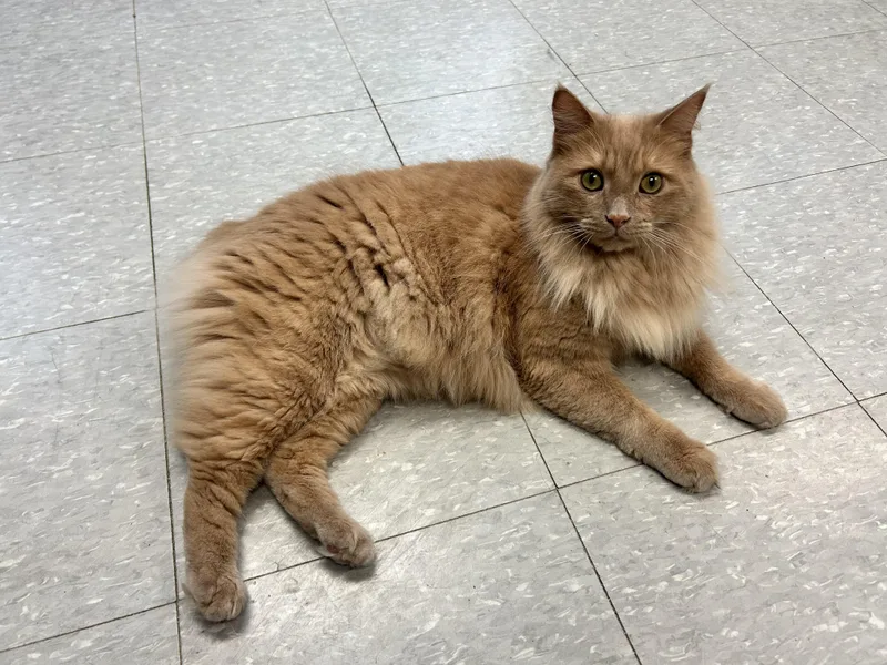 A young large-sized male Domestic Long Hair cat named Mitchi for adoption in Sudbury, MA