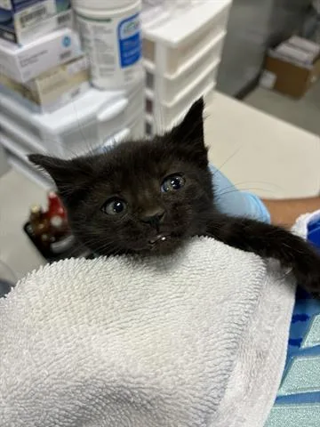 A baby small-sized female Domestic Short Hair cat named Midnight for adoption in San Martin, CA