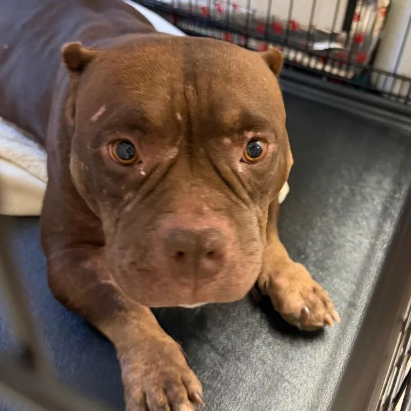 An adult medium-sized female American Bulldog dog named Buttercup for adoption in Lake Jackson, TX