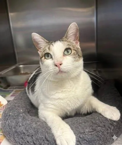 An adult medium-sized male Domestic Short Hair cat named Brady for adoption in Bridgewater, NJ