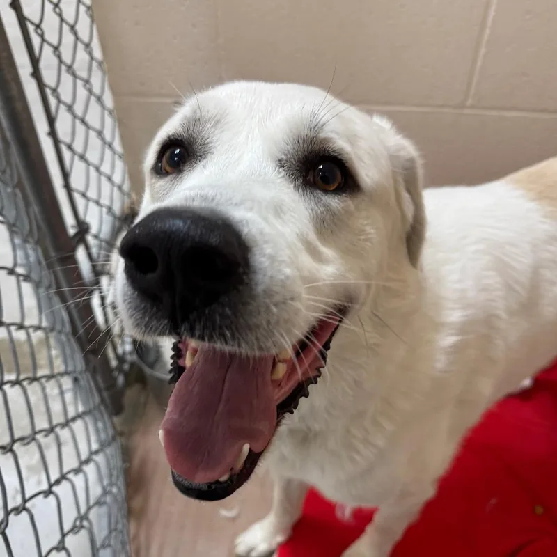 An adult large-sized male White / Cream Great Pyrenees dog named Denali for adoption in Reno, NV