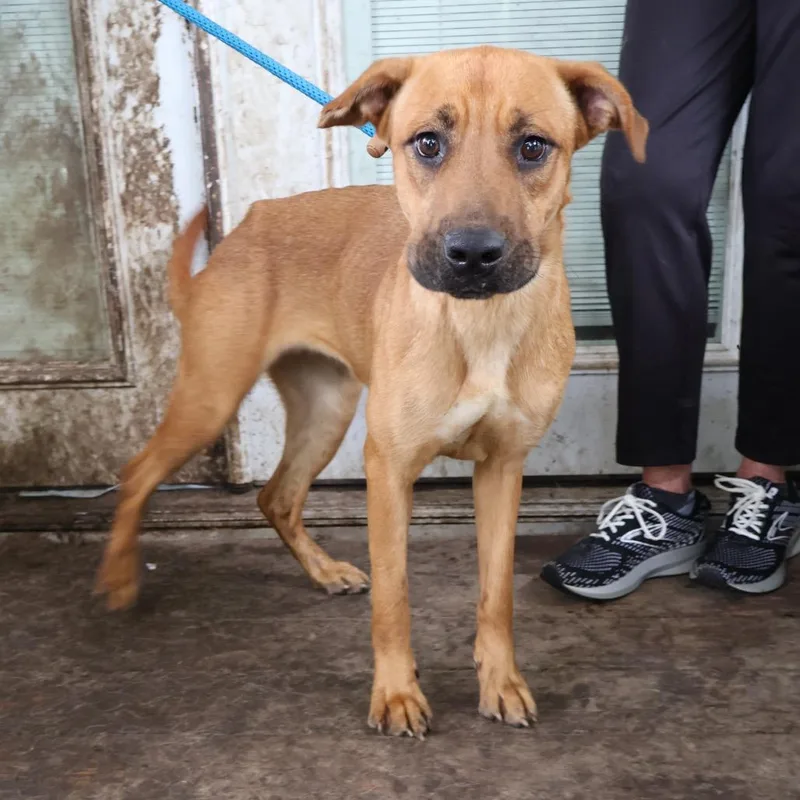 An adult medium-sized female Brown / Chocolate Mixed Breed dog named Brownie for adoption in Saint Charles, MO