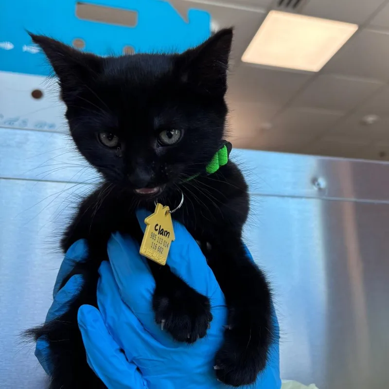 A baby small-sized female Black Domestic Short Hair cat named Clam Fisherman for adoption in Springfield, MA