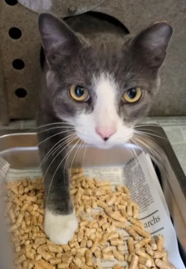 An adult large-sized male Domestic Short Hair cat named Wally for adoption in Los Angeles, CA