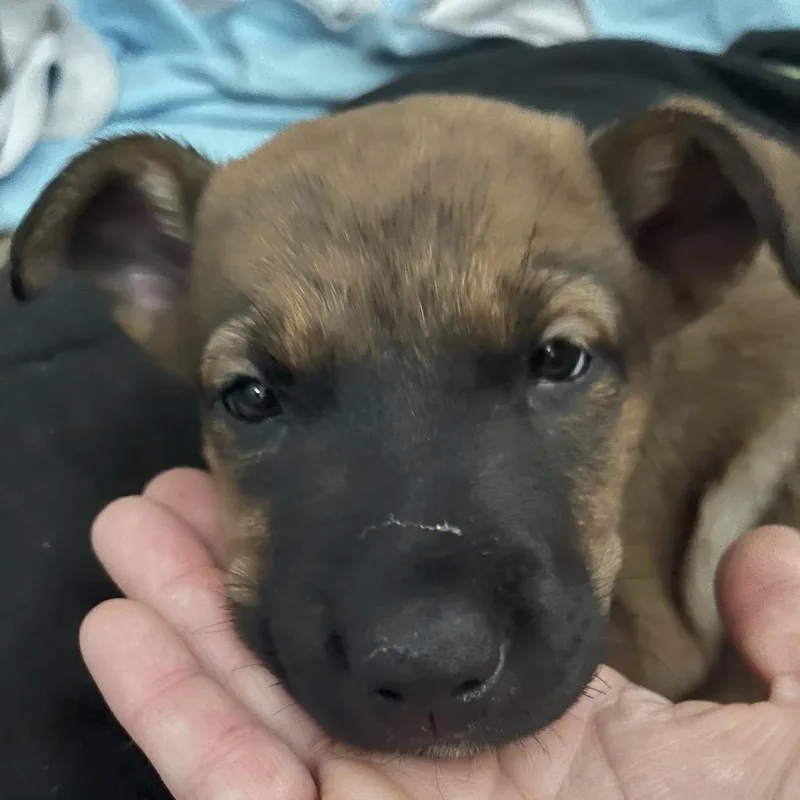 A baby medium-sized female Yellow / Tan / Blond / Fawn Australian Cattle Dog / Blue Heeler dog named Bacon for adoption in Phoenix, AZ
