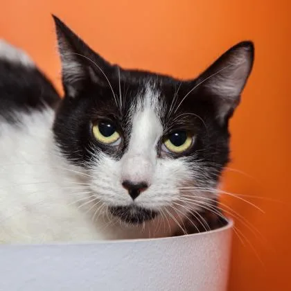 A senior medium-sized female Domestic Short Hair cat named Cookie for adoption in Los Angeles, CA