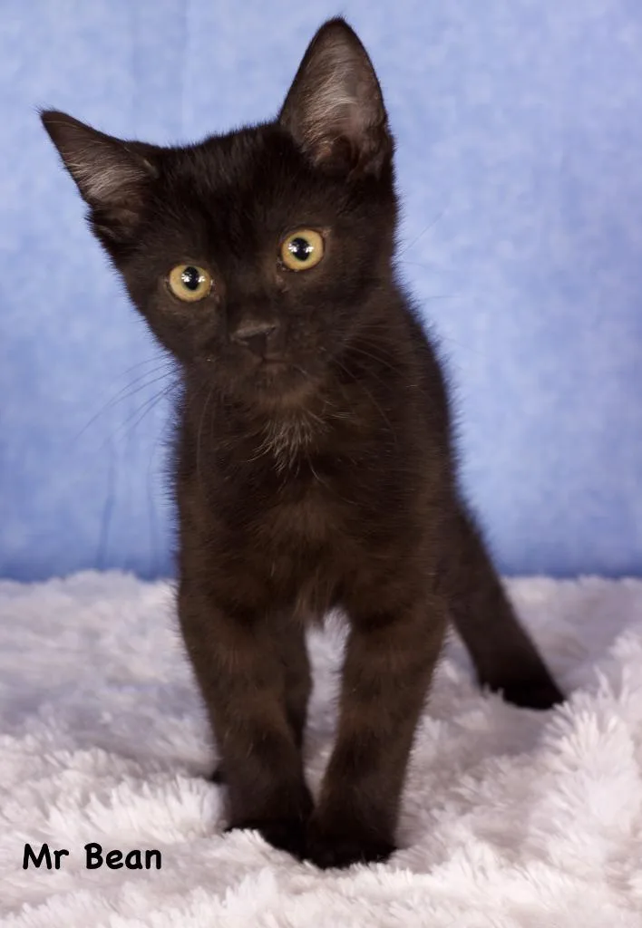 A baby small-sized male Domestic Short Hair cat named Mr. Bean for adoption in Gilbert, AZ