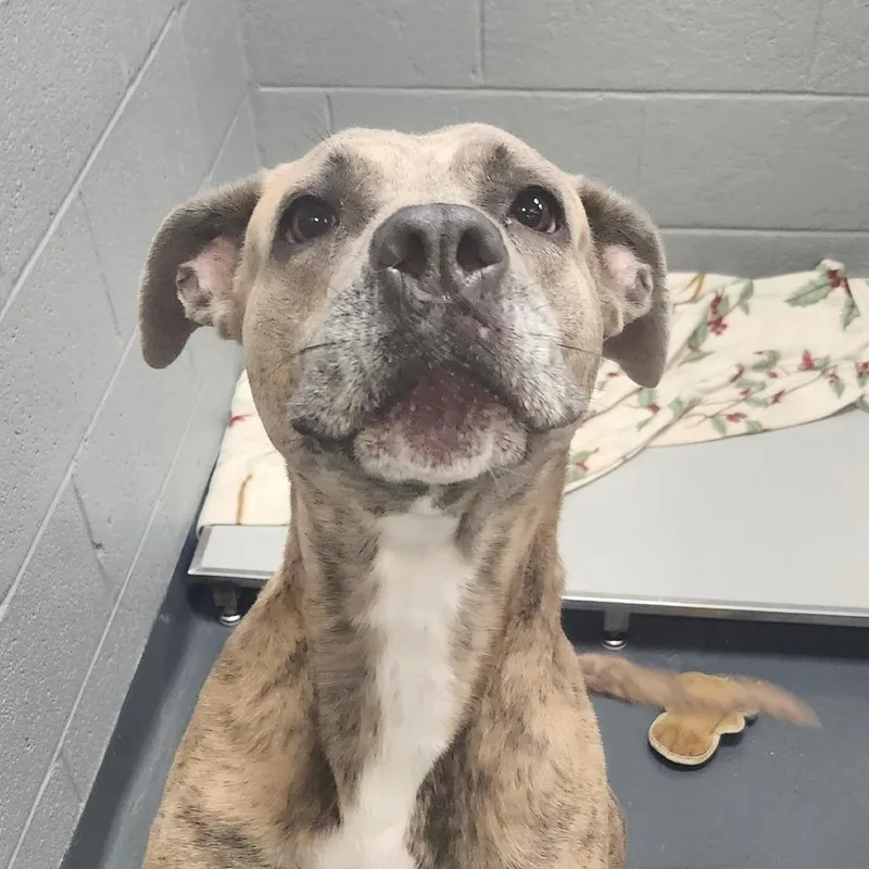An adult large-sized female Brindle Mixed Breed dog named LVHStray for adoption in Allentown, PA