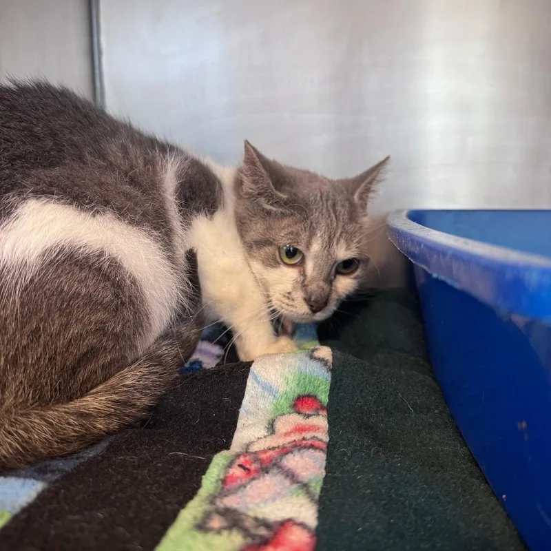 An adult medium-sized female Gray / Blue / Silver Domestic Short Hair cat named Violet Bridgerton for adoption in South Haven, MI