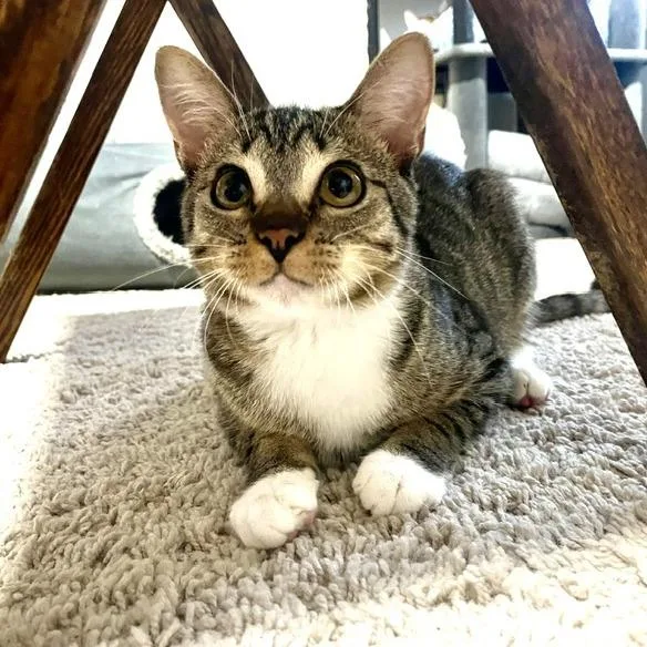 A young small-sized male Domestic Short Hair cat named Mickey for adoption in Woodstock, GA