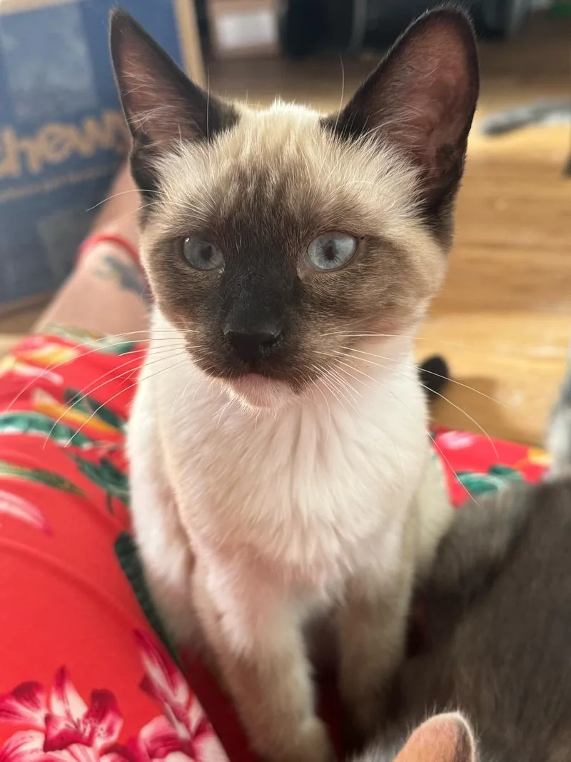 A young small-sized male Brown / Chocolate Snowshoe cat named Oliver for adoption in Temecula, CA