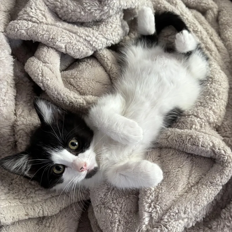 A baby medium-sized female Black & White / Tuxedo Domestic Medium Hair cat named Missy for adoption in Ephrata, WA