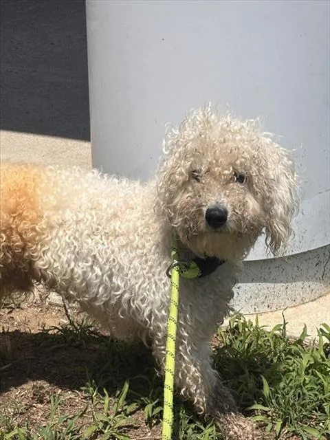 A young medium-sized male Poodle dog named Marshmallow for adoption in Upper Marlboro, MD